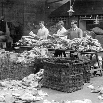 Historical rabbit grading  furs in the 1930's