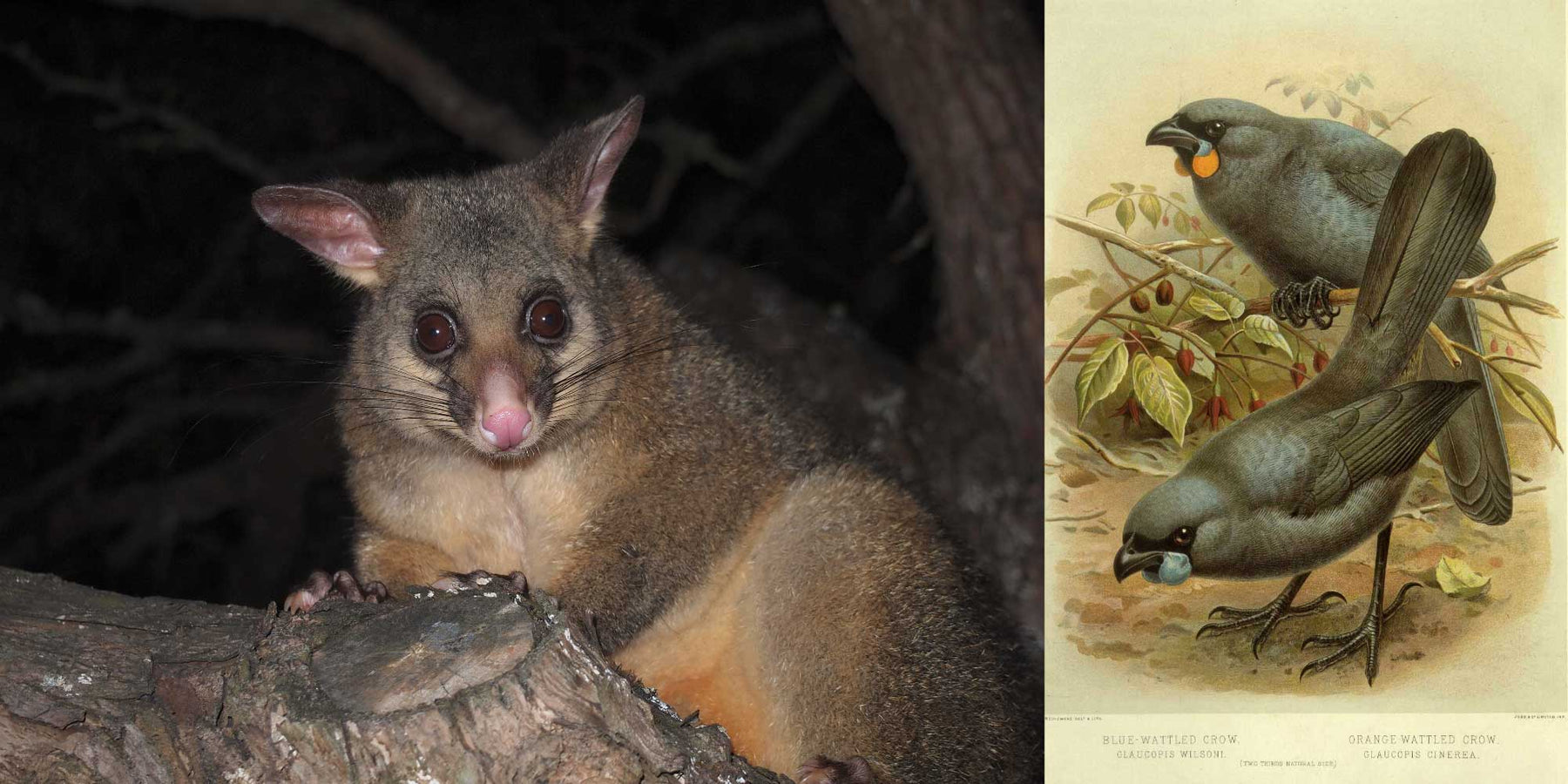 NZ possums are an invasive species - Gorgeous Creatures