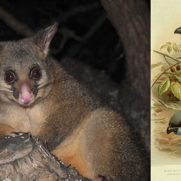 NZ possums are an invasive species - Gorgeous Creatures
