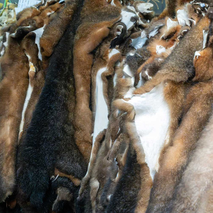 What colours do NZ possums come in?