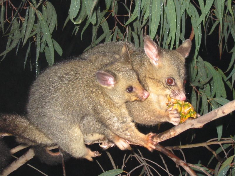 New Zealand possums