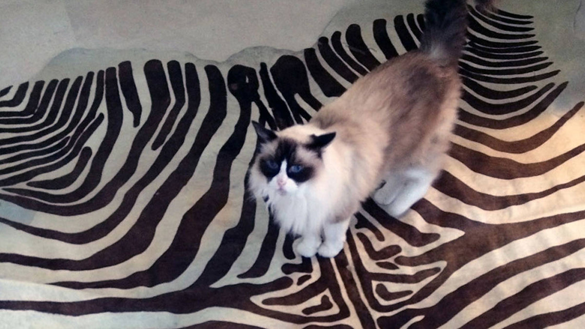 Cowhide Cleaning Treat Animal Pee Urine Smells on Cowhides —