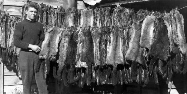 Historical photo of possum skins in New Zealand