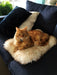 Cat Pet Bed Sheepskin Rug - Lined Rectangle 35x55cm