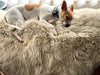 Stone beige sheepskin rug with dog
