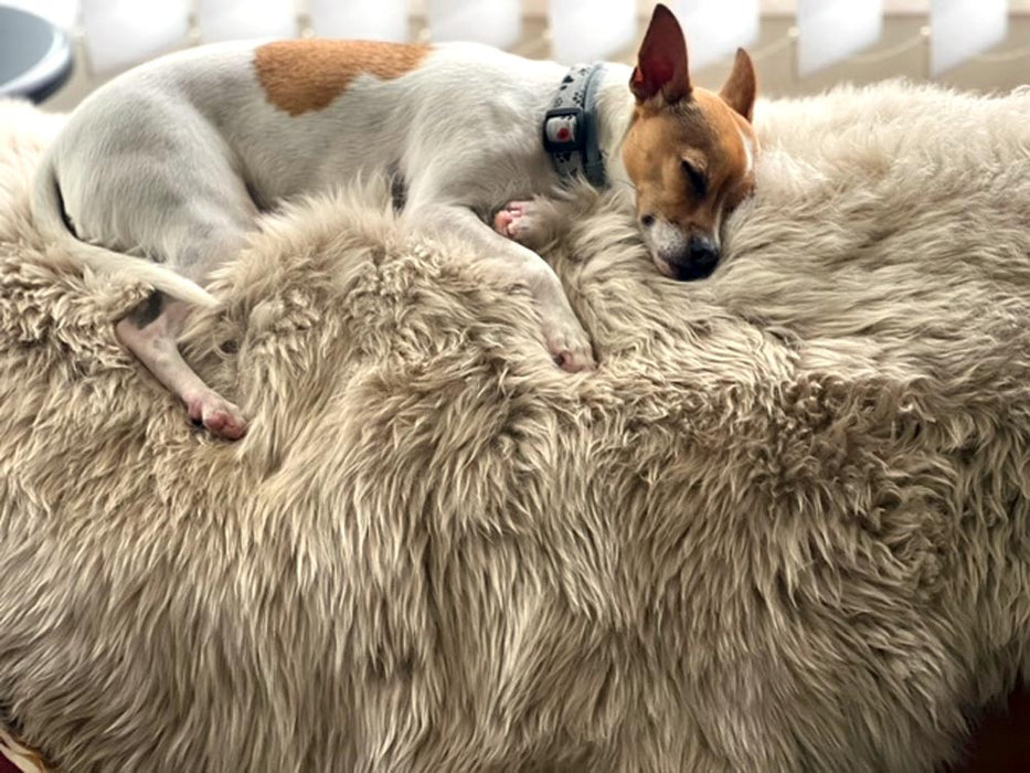 Stone beige sheepskin rug with dog