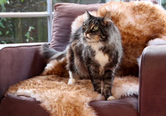 Large Pet Sheepskin Rug - Natural Shape 50x80cm