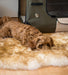 Pet Sheepskin Rugs - TWO Large Natural Shape Beds 50x80cm