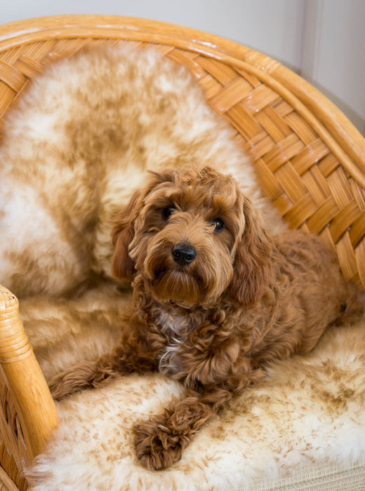 Large Pet Sheepskin Rug - Natural Shape 50x80cm